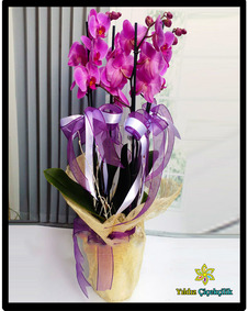 çiçek,çiçekçi, çiçekçiler, çiçek sitesi