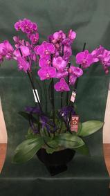 çiçek,çiçekçi, çiçekçiler, çiçek sitesi