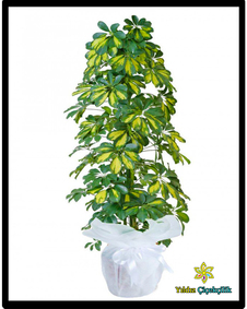 çiçek,çiçekçi, çiçekçiler, çiçek sitesi