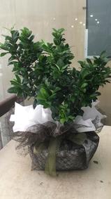 çiçek,çiçekçi, çiçekçiler, çiçek sitesi