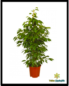 çiçek,çiçekçi, çiçekçiler, çiçek sitesi