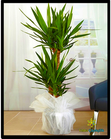 çiçek,çiçekçi, çiçekçiler, çiçek sitesi