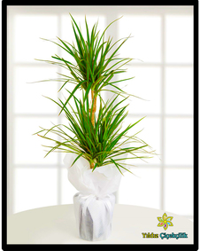 çiçek,çiçekçi, çiçekçiler, çiçek sitesi