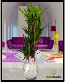 çiçek,çiçekçi, çiçekçiler, çiçek sitesi