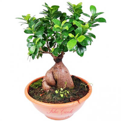 çiçek,çiçekçi, çiçekçiler, çiçek sitesi